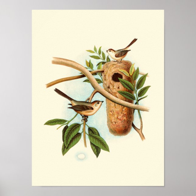 Bird Couple on a Nest Perched on a Branch Poster (Front)