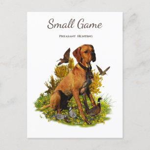 Bird dog , pheasant  hunting postcard