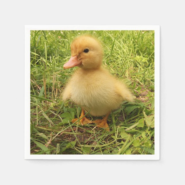 bird, duck, duckling, yellow, nature, cute, baby, napkin (Front)