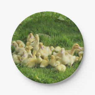 bird, duck, duckling, yellow, nature, cute, baby, paper plate