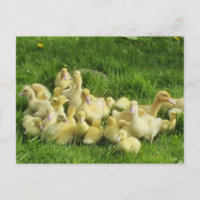 bird, duck, duckling, yellow, nature, cute, baby,