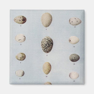 Bird Eggs Plate B Vintage Natural History Magnet