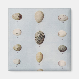 Bird Eggs Plate B Vintage Natural History Magnet