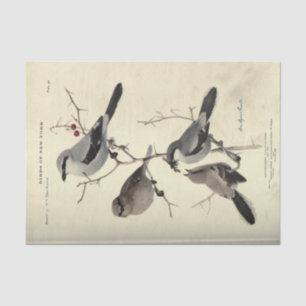 Bird Ephemera Decoupage Gray Black New York Tissue Paper