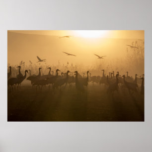 Bird Flock of Cranes at Lake Agamon HaHula, Israel Poster
