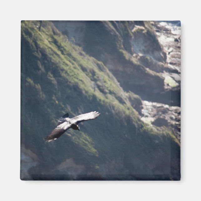 Bird Fly MAGNET (Front)