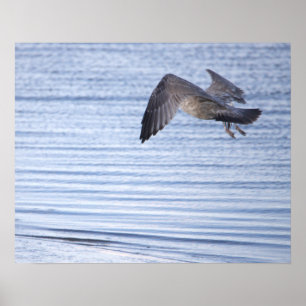 Bird Flying Poster
