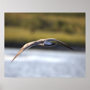 Bird Flying Poster