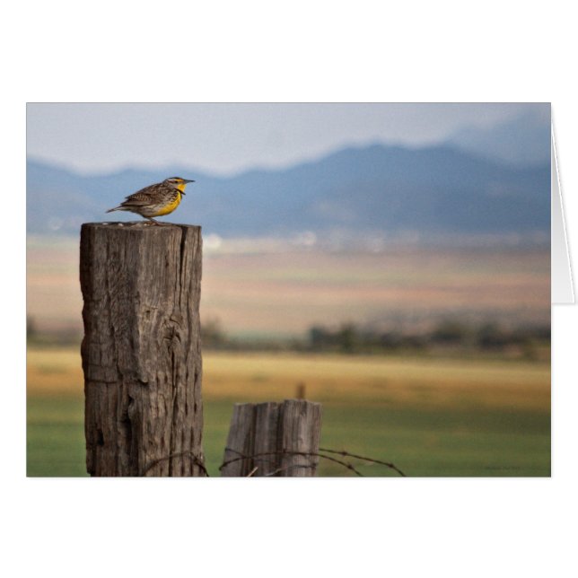 Bird Greeting Card (Front Horizontal)