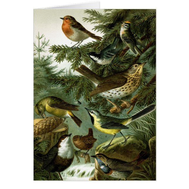 Bird group 3 (Front)