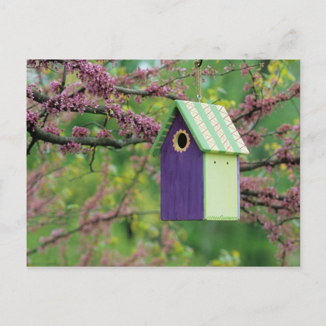 Bird House On A Redbud Tree Postcard (Front)