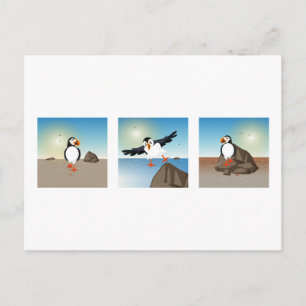 Bird illustration - The Puffin Postcard