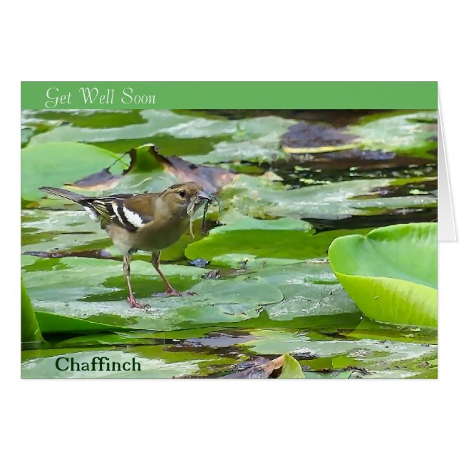 bird image for get-well-card (Front Horizontal)