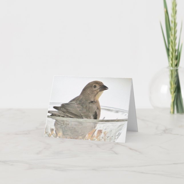  Bird in a Bowl - Blank Greeting Card (Front)