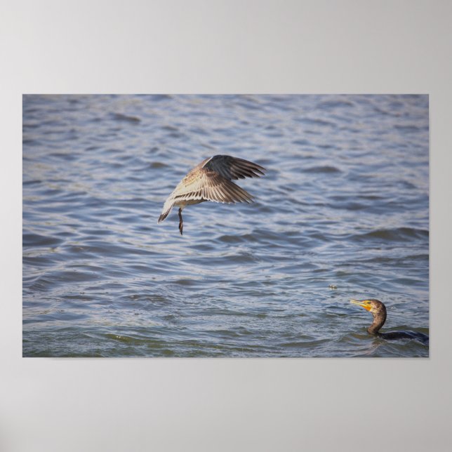 Bird in Flight and Double-crested Cormorant Poster (Front)