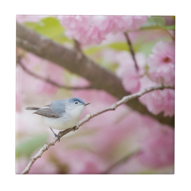 Bird in Pink Blossom Tree Tile (Front)
