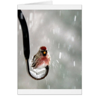Bird in the snow