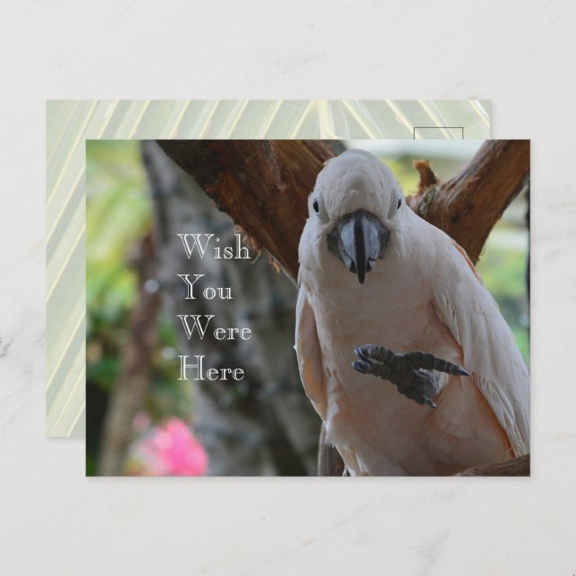Bird in Tree Kauai Postcard (Front/Back)