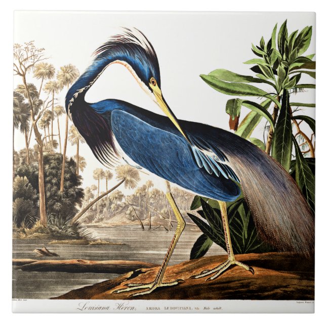 Bird - Louisiana Heron by John James Audubon Tile (Front)