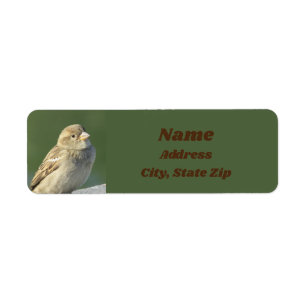 Bird Lover Small Brown Feather Wild Sparrow