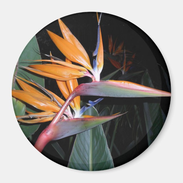 Bird Magnet (Front)