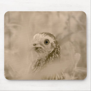 Bird Mouse Pad