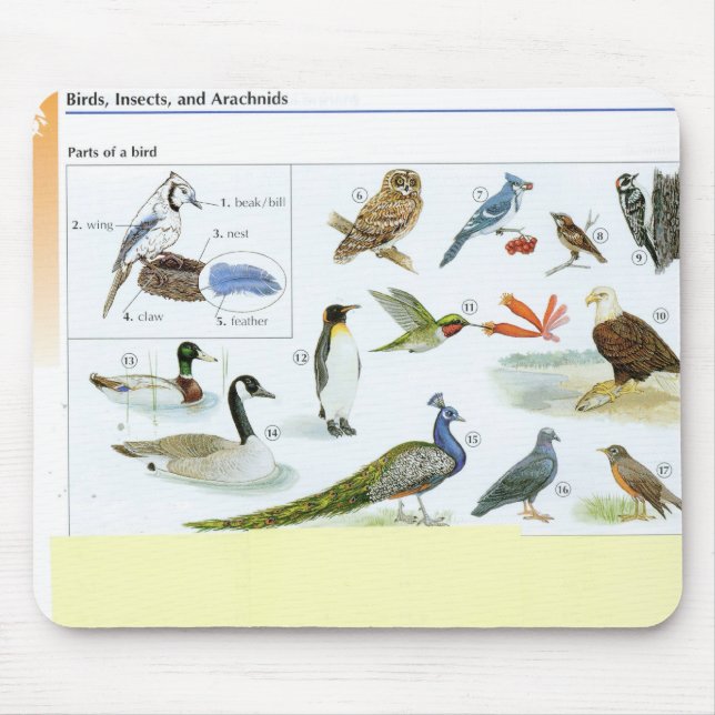 Bird Mouse pad 24 (Front)
