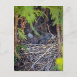 bird nest  postcard
