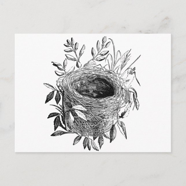 bird nest vintage illustration postcard (Front)