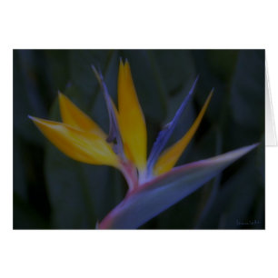 Bird of Paradise