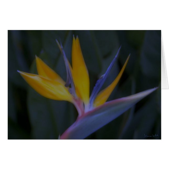 Bird of Paradise (Front Horizontal)