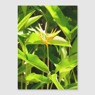 Bird of Paradise