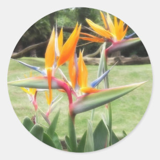 Bird-of-Paradise at Zoo 2 Classic Round Sticker