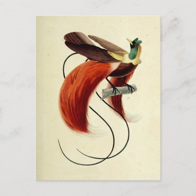 Bird of Paradise, Bird Illustration, Vintage Postcard (Front)