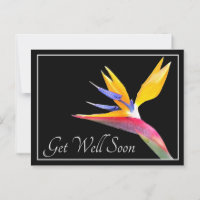 Bird Of Paradise Black Background Get Well