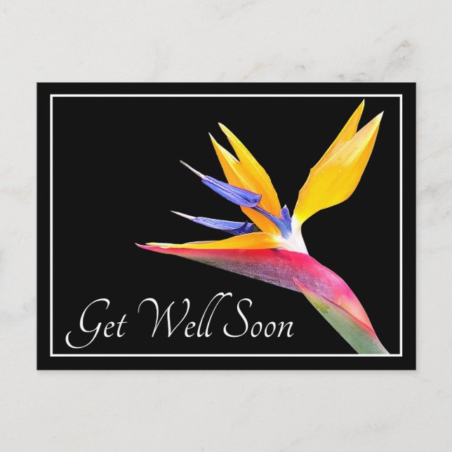 Bird Of Paradise Black Background Get Well Postcard (Front)