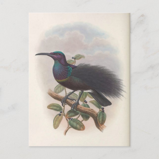 Bird of Paradise by John Gould, Bird Illustration Postcard (Front)