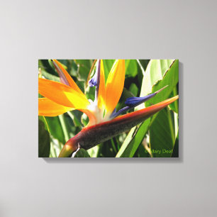 Bird of Paradise Canvas Print