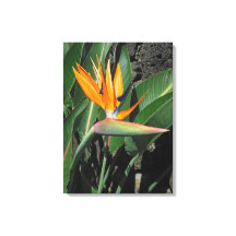 Bird of Paradise