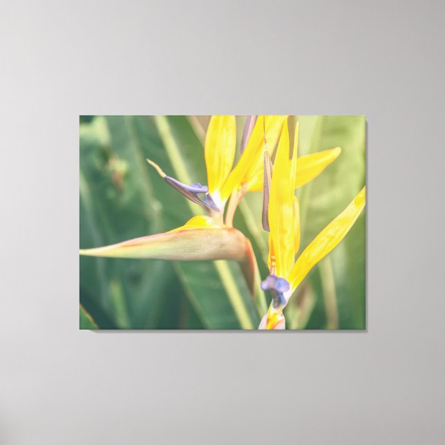 Bird of Paradise Canvas Print (Front)
