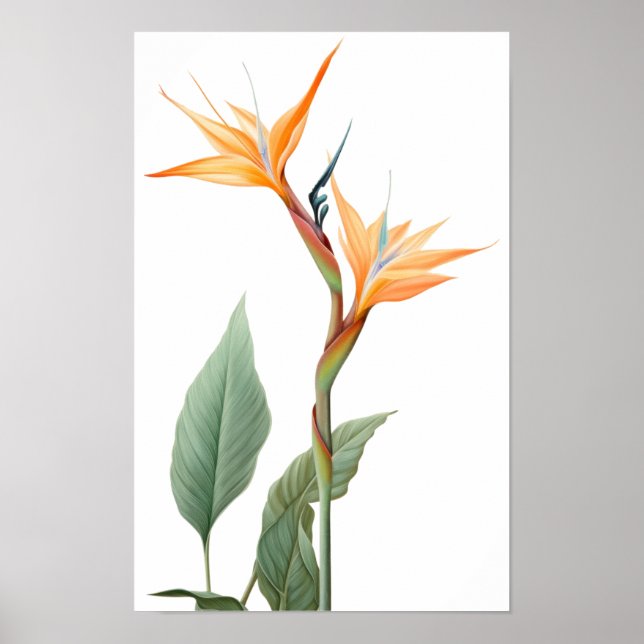 Bird of paradise drawing (flower) poster (Front)