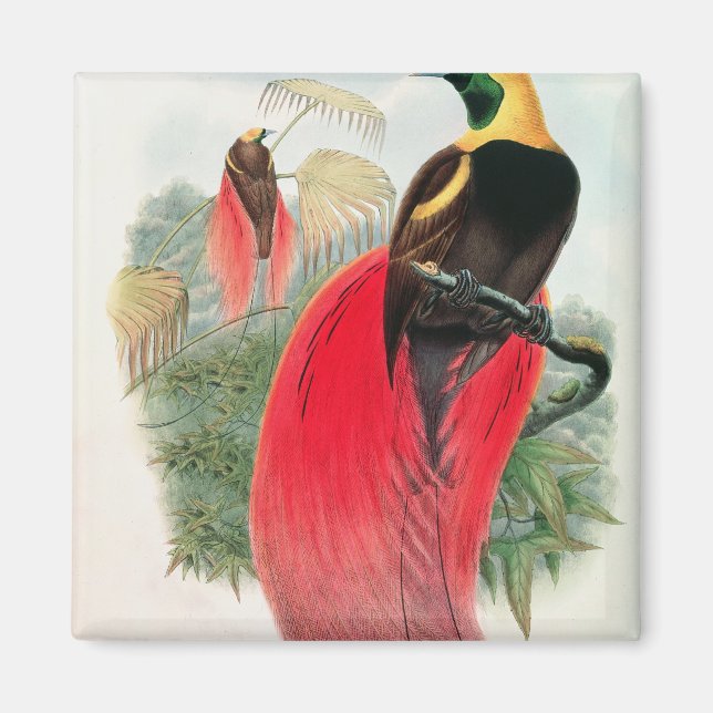 Bird of Paradise, engraved by T. Walter Magnet (Front)