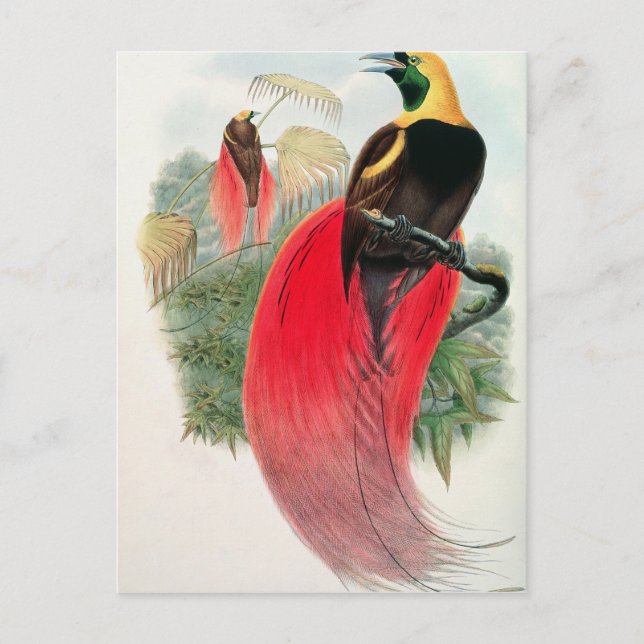 Bird of Paradise, engraved by T. Walter Postcard (Front)
