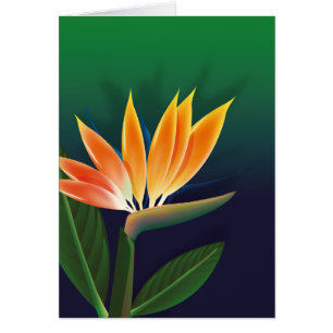 Bird of paradise flower