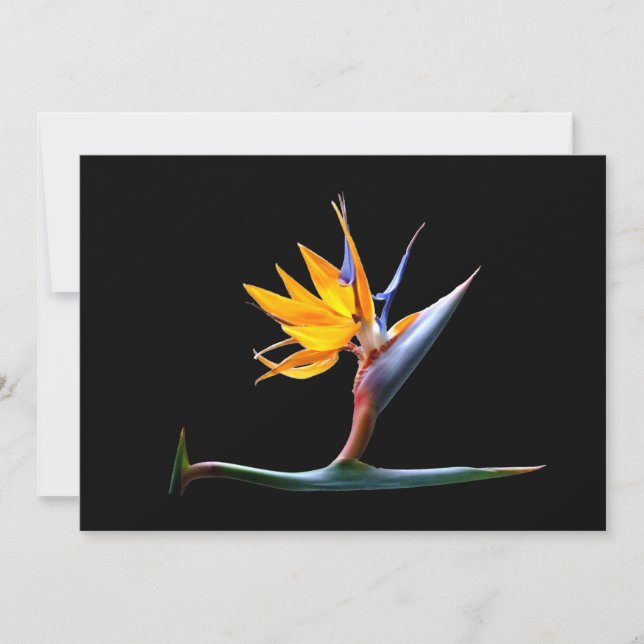 Bird of Paradise Flower (Front)