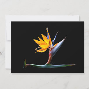 Bird of Paradise Flower