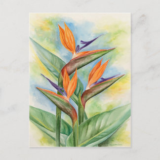 Bird Of Paradise Flower Art - Multi Postcard
