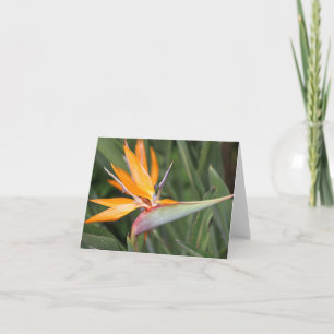 Bird of Paradise Flower Blank Note Card