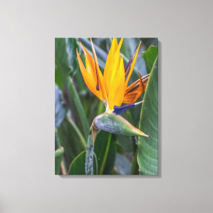 Bird of Paradise flower canvas print