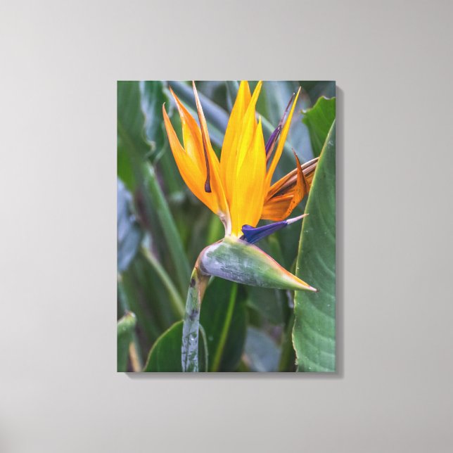 Bird of Paradise flower canvas print (Front)